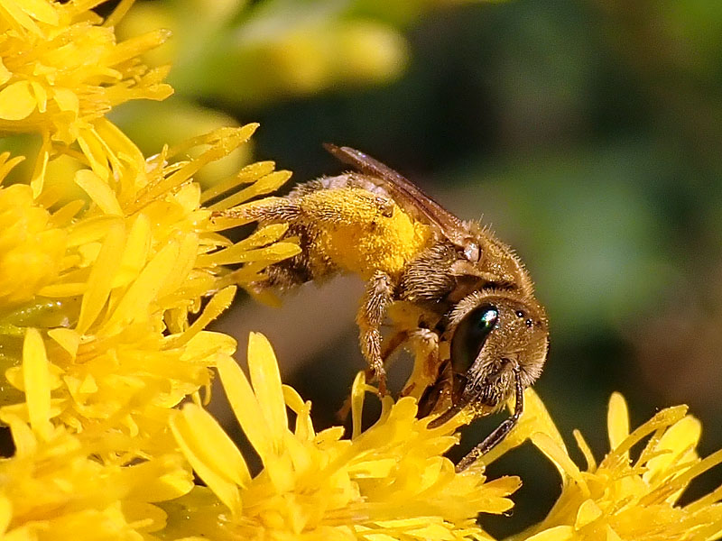 Apidae Halictinae: Halictus sp. o Lasioglossum sp., femmina